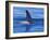 Orcha Fin, Orcinus Orca, Alaska, USA-Gavriel Jecan-Framed Photographic Print