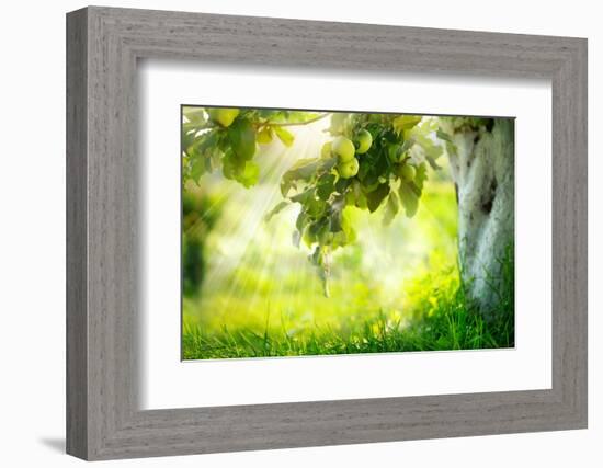 Orchard. Apple Trees. Growing Organic Apples-Subbotina Anna-Framed Photographic Print