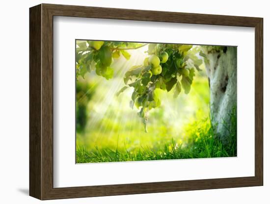 Orchard. Apple Trees. Growing Organic Apples-Subbotina Anna-Framed Photographic Print