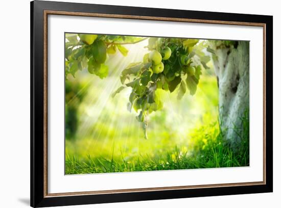 Orchard. Apple Trees. Growing Organic Apples-Subbotina Anna-Framed Photographic Print