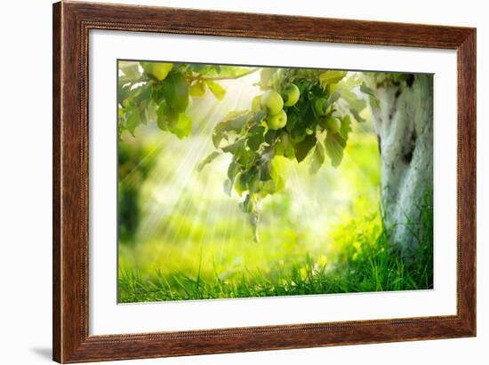 Orchard. Apple Trees. Growing Organic Apples-Subbotina Anna-Framed Photographic Print