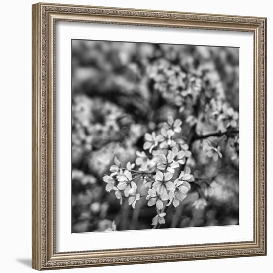 Orchard Blossoms-Alan Copson-Framed Giclee Print