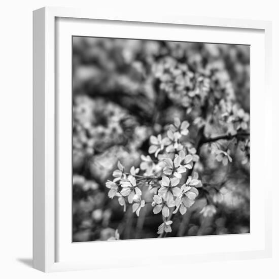 Orchard Blossoms-Alan Copson-Framed Giclee Print