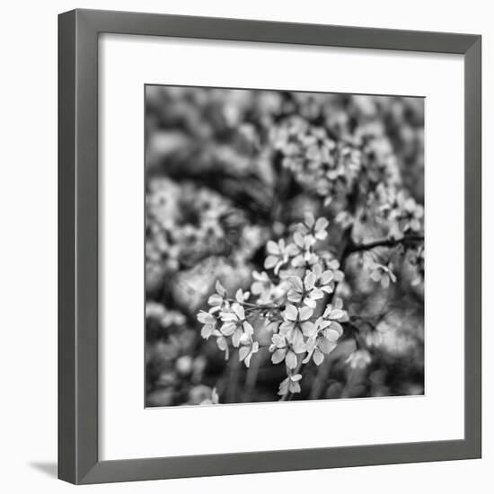 Orchard Blossoms-Alan Copson-Framed Giclee Print