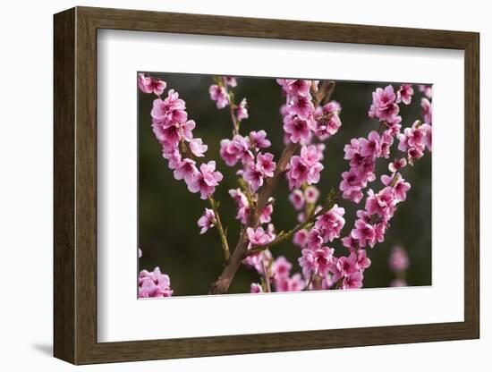Orchard, Earnscleugh, Central Otago, South Island, New Zealand-David Wall-Framed Photographic Print