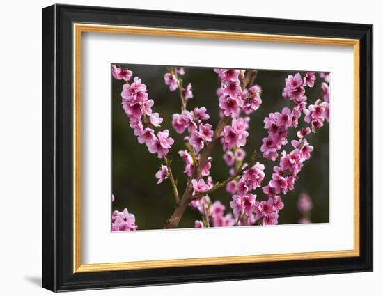 Orchard, Earnscleugh, Central Otago, South Island, New Zealand-David Wall-Framed Photographic Print