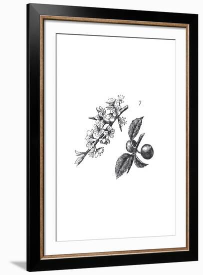 Orchard Flowers I-The Chelsea Collection-Framed Giclee Print