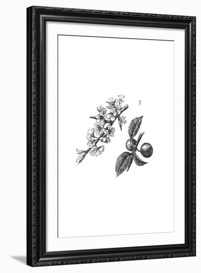 Orchard Flowers I-The Chelsea Collection-Framed Giclee Print