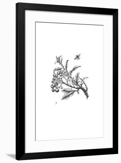 Orchard Flowers II-The Chelsea Collection-Framed Giclee Print