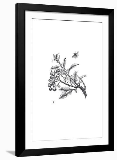 Orchard Flowers II-The Chelsea Collection-Framed Giclee Print