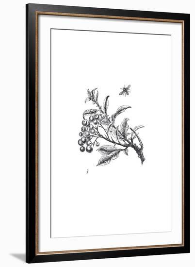 Orchard Flowers II-The Chelsea Collection-Framed Giclee Print