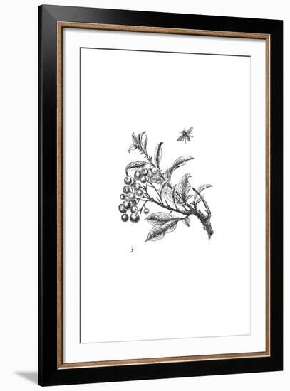 Orchard Flowers II-The Chelsea Collection-Framed Giclee Print