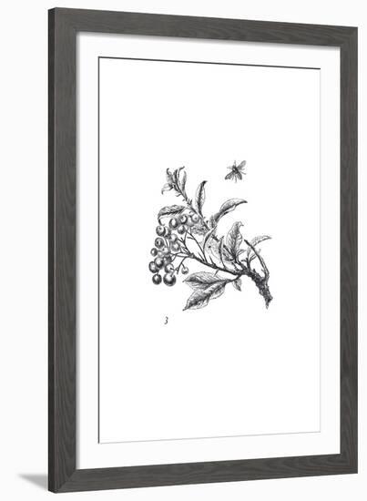 Orchard Flowers II-The Chelsea Collection-Framed Giclee Print