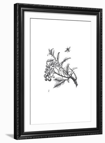 Orchard Flowers II-The Chelsea Collection-Framed Giclee Print