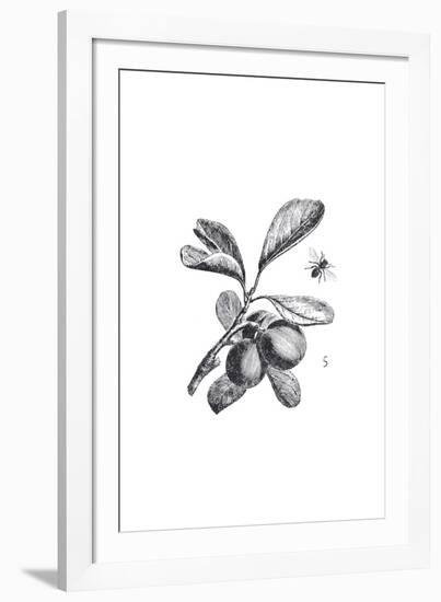 Orchard Flowers III-The Chelsea Collection-Framed Giclee Print