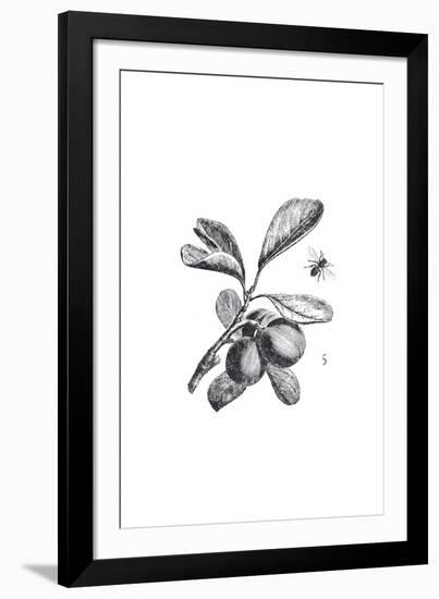 Orchard Flowers III-The Chelsea Collection-Framed Giclee Print