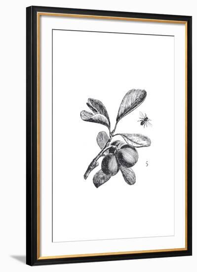 Orchard Flowers III-The Chelsea Collection-Framed Giclee Print