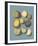 Orchard Harvest I-A^ Poiteau-Framed Giclee Print