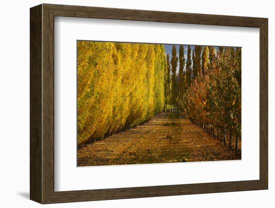 Orchard in Autumn, Ripponvale, Cromwell, Central Otago, South Island, New Zealand-David Wall-Framed Photographic Print