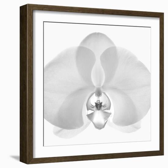 Orchard Intimata, 2009-Hiroyuki Arakawa-Framed Photographic Print