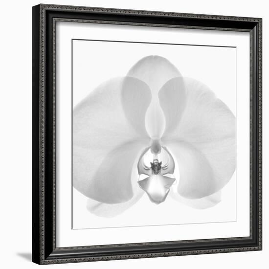 Orchard Intimata, 2009-Hiroyuki Arakawa-Framed Photographic Print