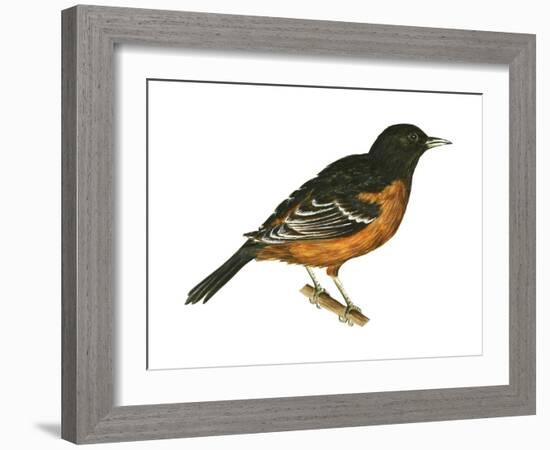 Orchard Oriole (Icterus Spurius), Birds-Encyclopaedia Britannica-Framed Art Print