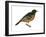 Orchard Oriole (Icterus Spurius), Birds-Encyclopaedia Britannica-Framed Art Print