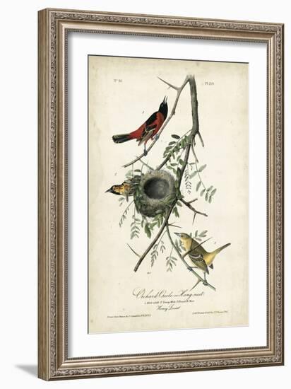 Orchard Orioles-John James Audubon-Framed Art Print