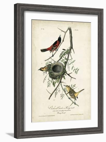 Orchard Orioles-John James Audubon-Framed Art Print