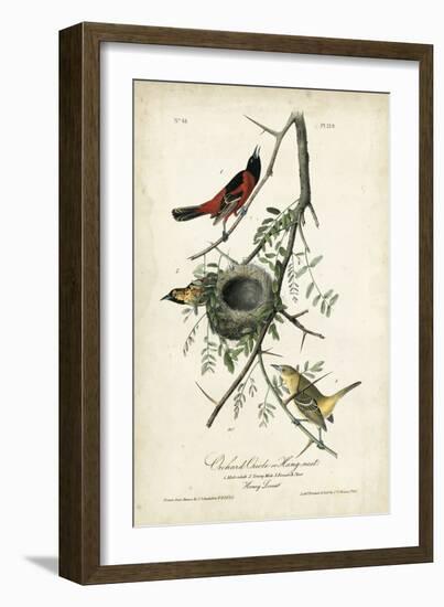 Orchard Orioles-John James Audubon-Framed Art Print