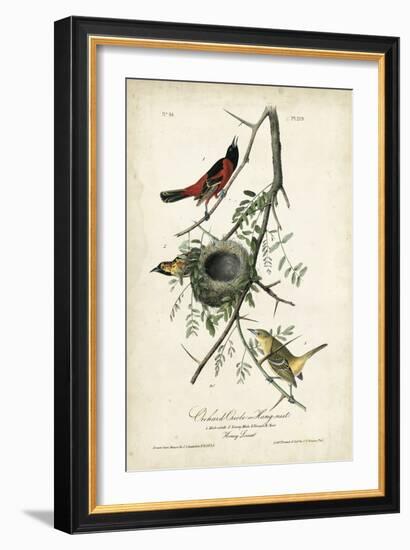 Orchard Orioles-John James Audubon-Framed Art Print