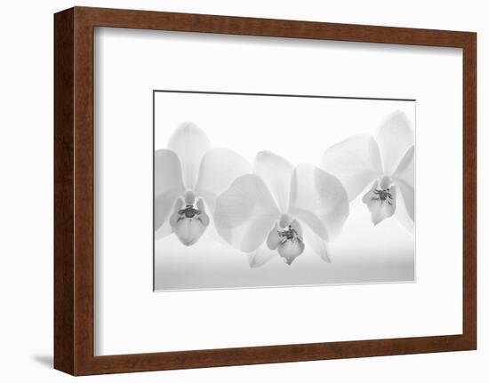 Orchard Seduction, 2009-Hiroyuki Arakawa-Framed Photographic Print