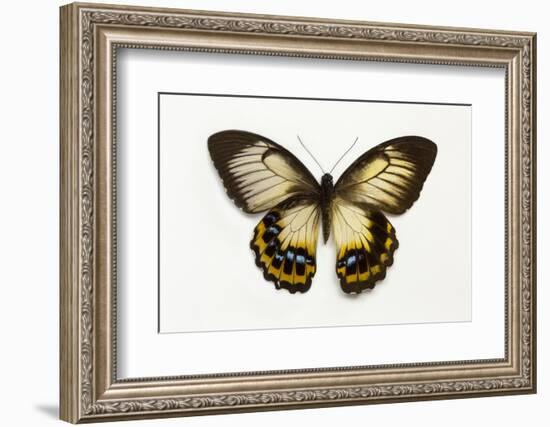 Orchard Swallowtail Butterfly Female, Wing Top and Bottom-Darrell Gulin-Framed Photographic Print