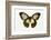 Orchard Swallowtail Butterfly Female, Wing Top and Bottom-Darrell Gulin-Framed Photographic Print