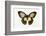 Orchard Swallowtail Butterfly Female, Wing Top and Bottom-Darrell Gulin-Framed Photographic Print