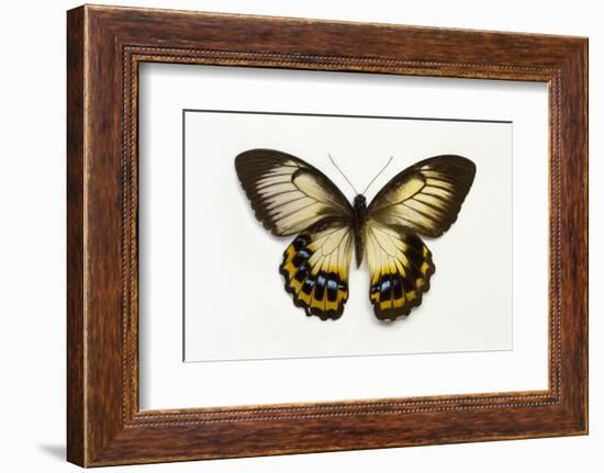 Orchard Swallowtail Butterfly Female, Wing Top and Bottom-Darrell Gulin-Framed Photographic Print