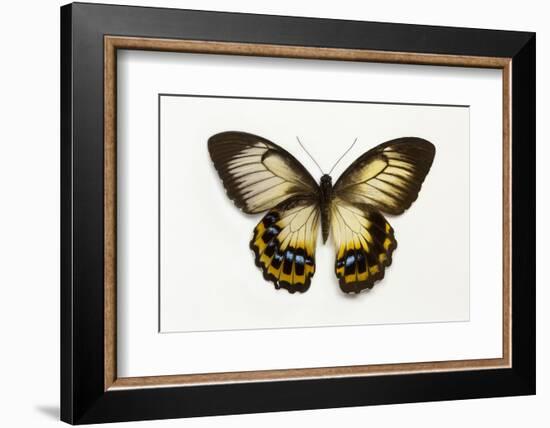 Orchard Swallowtail Butterfly Female, Wing Top and Bottom-Darrell Gulin-Framed Photographic Print