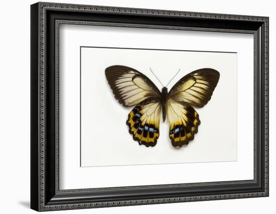 Orchard Swallowtail Butterfly Female, Wing Top and Bottom-Darrell Gulin-Framed Photographic Print