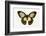 Orchard Swallowtail Butterfly Female, Wing Top and Bottom-Darrell Gulin-Framed Photographic Print