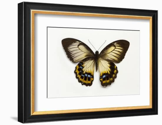 Orchard Swallowtail Butterfly Female, Wing Top and Bottom-Darrell Gulin-Framed Photographic Print