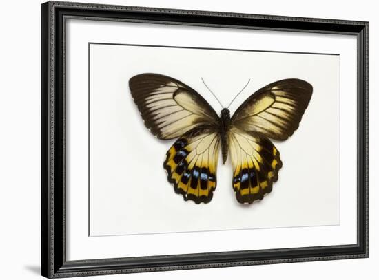 Orchard Swallowtail Butterfly Female, Wing Top and Bottom-Darrell Gulin-Framed Photographic Print