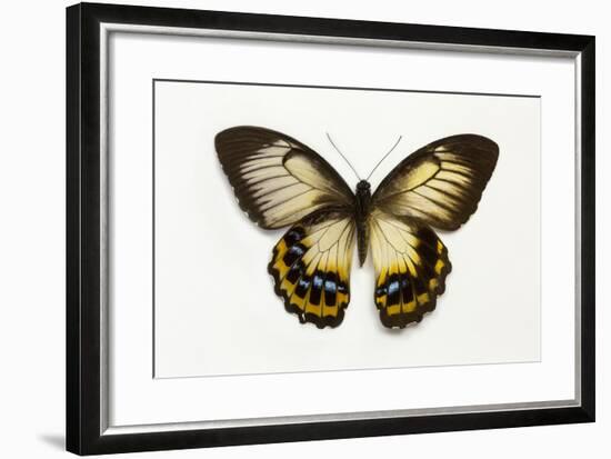 Orchard Swallowtail Butterfly Female, Wing Top and Bottom-Darrell Gulin-Framed Photographic Print