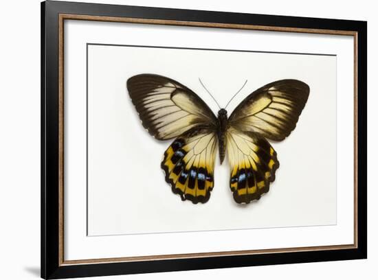 Orchard Swallowtail Butterfly Female, Wing Top and Bottom-Darrell Gulin-Framed Photographic Print