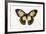 Orchard Swallowtail Butterfly Female, Wing Top and Bottom-Darrell Gulin-Framed Photographic Print