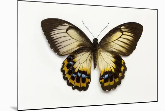 Orchard Swallowtail Butterfly Female, Wing Top and Bottom-Darrell Gulin-Mounted Photographic Print