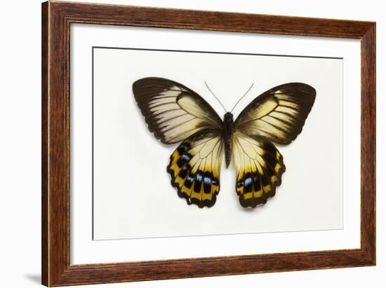 Orchard Swallowtail Butterfly Female, Wing Top and Bottom-Darrell Gulin-Framed Photographic Print