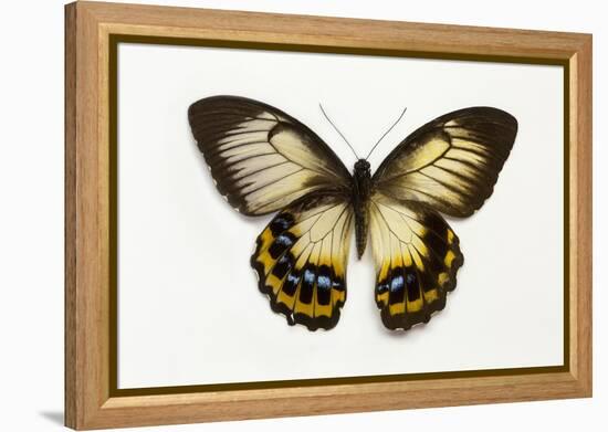 Orchard Swallowtail Butterfly Female, Wing Top and Bottom-Darrell Gulin-Framed Premier Image Canvas