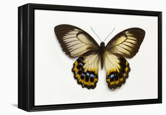 Orchard Swallowtail Butterfly Female, Wing Top and Bottom-Darrell Gulin-Framed Premier Image Canvas
