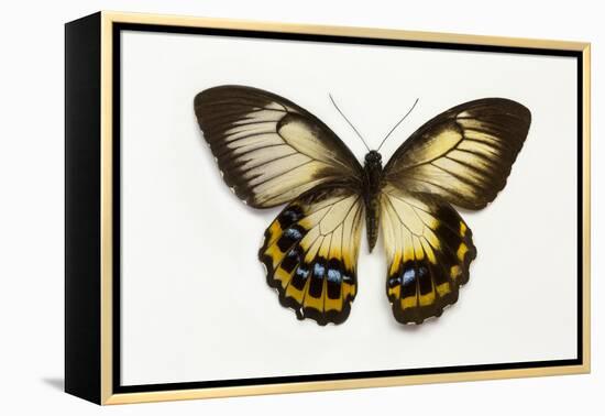 Orchard Swallowtail Butterfly Female, Wing Top and Bottom-Darrell Gulin-Framed Premier Image Canvas