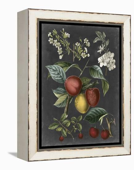 Orchard Varieties III-Vision Studio-Framed Stretched Canvas